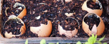 8 Uses For Eggshells In The Garden