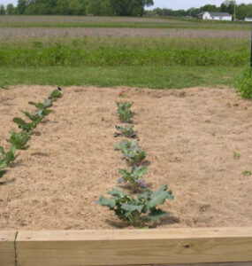 Using Grass Clippings as Mulch