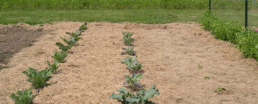 Using Grass Clippings as Mulch