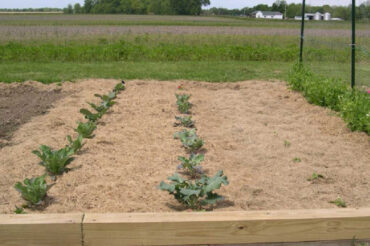 Using Grass Clippings as Mulch