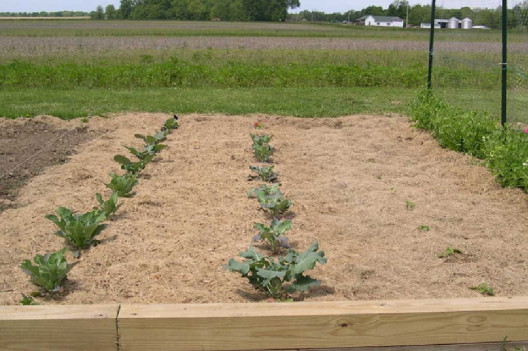Using Grass Clippings as Mulch