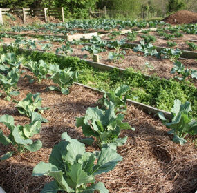 Using Grass Clippings as Mulch