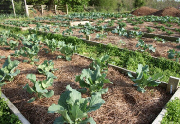 Using Grass Clippings as Mulch
