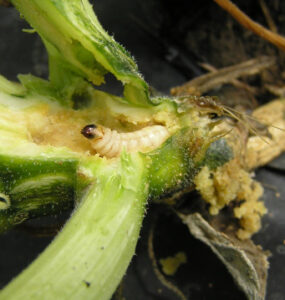 16 Natural Ways to Get Rid of Squash Vine Borers