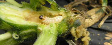 16 Natural Ways to Get Rid of Squash Vine Borers