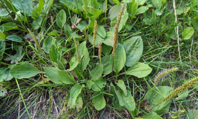 Broadleaf Plantain
