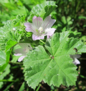 Common Mallow (Malva neglecta) -17 Edible Weeds in Your Yard & Garden (with Pictures)