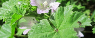 Common Mallow (Malva neglecta) -17 Edible Weeds in Your Yard & Garden (with Pictures)