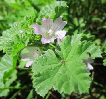 Common Mallow (Malva neglecta) -17 Edible Weeds in Your Yard & Garden (with Pictures)