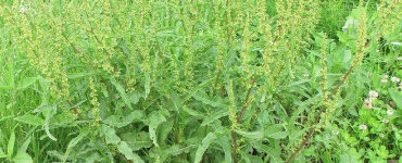 Curly Dock: How to Identify, Harvest, and Use This Edible Weed