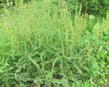 Curly Dock (Rumex crispus)