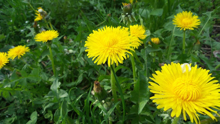 Dandelion (Taraxacum officinale) - Edible Weeds in Your Yard & Garden