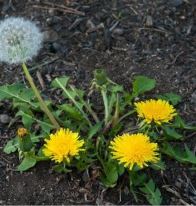 Dandelion (Taraxacum officinale) - Edible Weeds in Your Yard & Garden