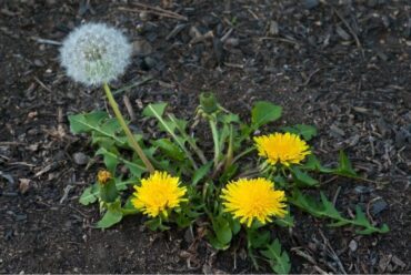 Dandelion (Taraxacum officinale) - Edible Weeds in Your Yard & Garden