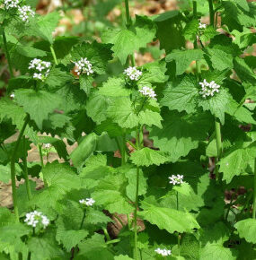 Garlic Mustard: How to Identify, Harvest, and Use This Edible Weed