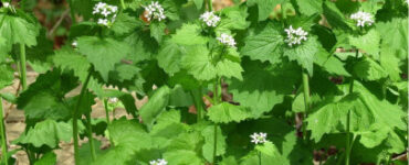 Garlic Mustard: How to Identify, Harvest, and Use This Edible Weed