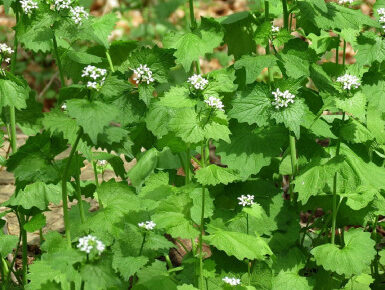 Garlic Mustard: How to Identify, Harvest, and Use This Edible Weed