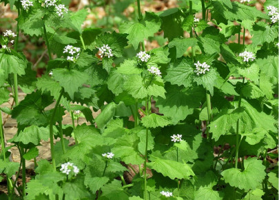 Garlic Mustard