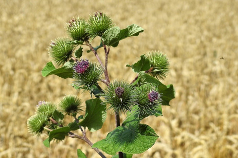 Greater Burdock