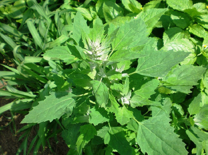 Lamb’s Quarters (Chenopodium album)