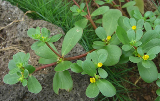 Purslane (Portulaca oleracea)