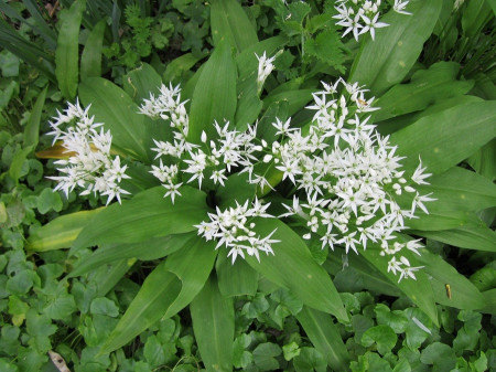 Ramsons