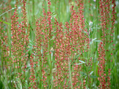 Sheep Sorrel (Rumex acetosella)