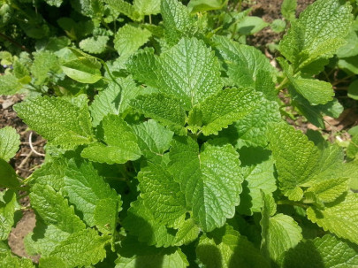 Stinging Nettles