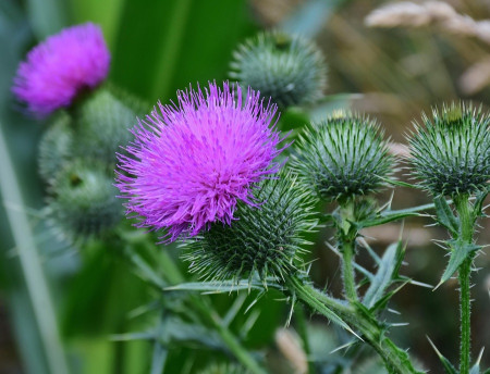 Thistles