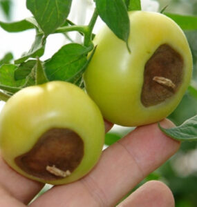 9 Natural Ways to Stop Blossom End Rot