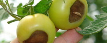 9 Natural Ways to Stop Blossom End Rot