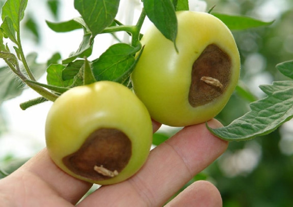 9 Natural Ways to Stop Blossom End Rot