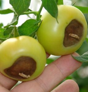 9 Natural Ways to Stop Blossom End Rot