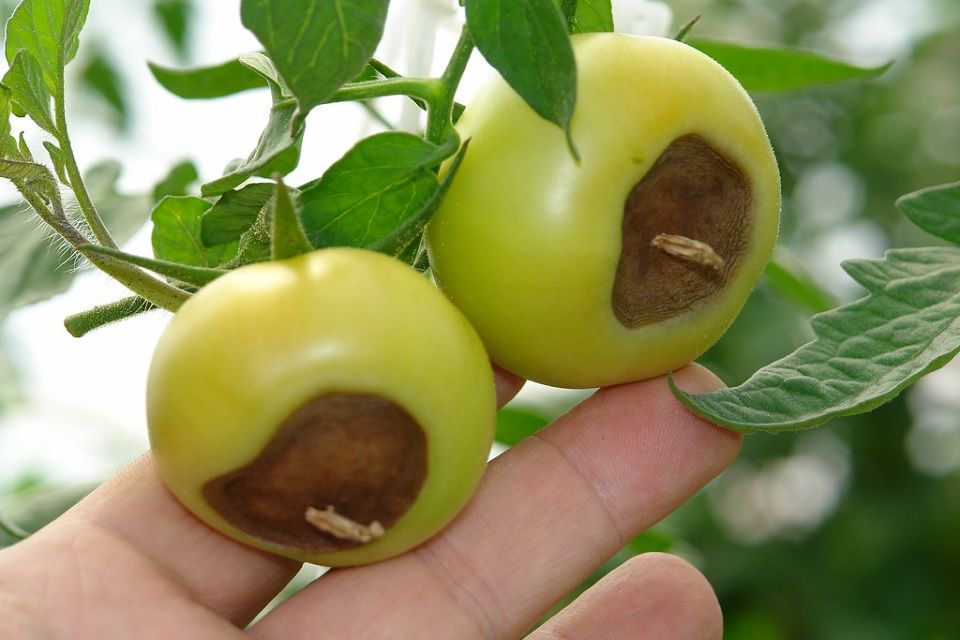 9 Natural Ways to Stop Blossom End Rot