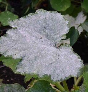14 Natural Ways to Get Rid of Powdery Mildew on Plants