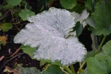14 Natural Ways to Get Rid of Powdery Mildew on Plants