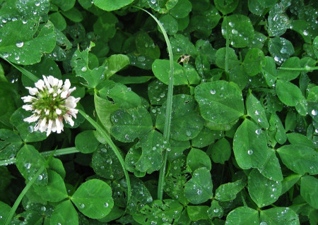 White Clover