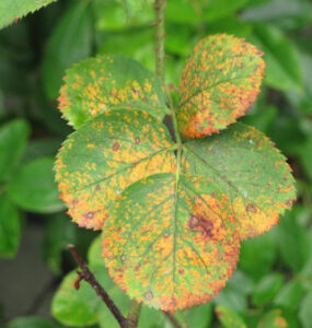 10 Natural Ways to Treat Rust on Plants