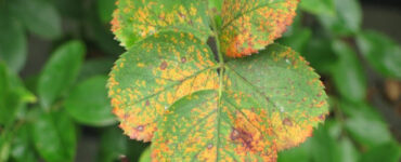 10 Natural Ways to Treat Rust on Plants