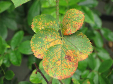10 Natural Ways to Treat Rust on Plants