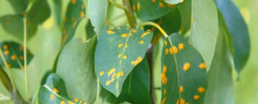 10 Natural Ways to Treat Rust on Plants
