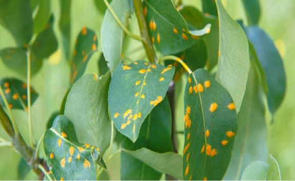 10 Natural Ways to Treat Rust on Plants