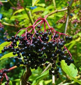 40 Acid Loving Plants That Grow Well in Acidic Soil