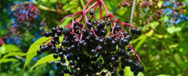 53 Acid Loving Plants That Grow Well in Acidic Soil