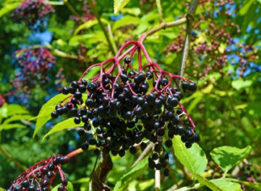 53 Acid Loving Plants That Grow Well in Acidic Soil