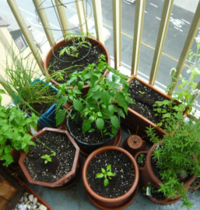 Container Gardening 101: A Beginner's Guide