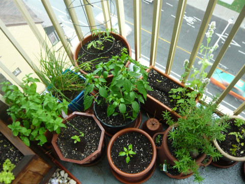 Container Gardening 101: A Beginner's Guide