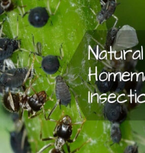 17 Natural and Homemade Pesticides for Plants