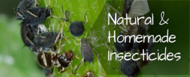 17 Natural and Homemade Pesticides for Plants