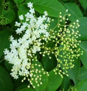How to Grow Elderberry from Seed and Cuttings